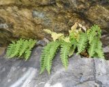 Polypodium vulgare