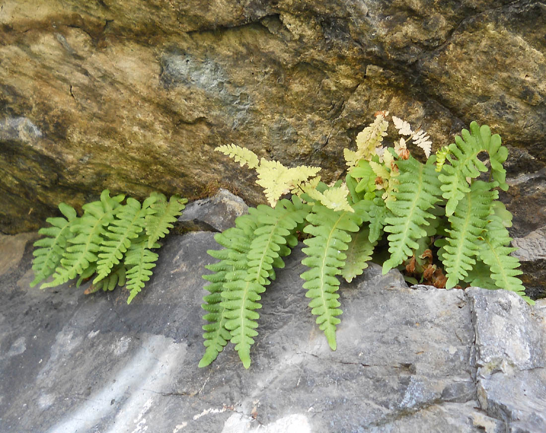 Изображение особи Polypodium vulgare.