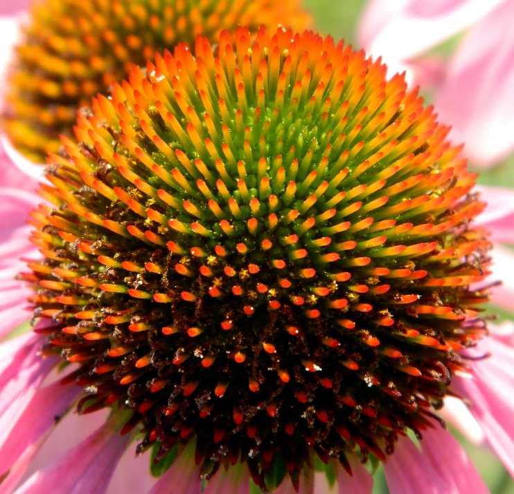 Image of Echinacea purpurea specimen.