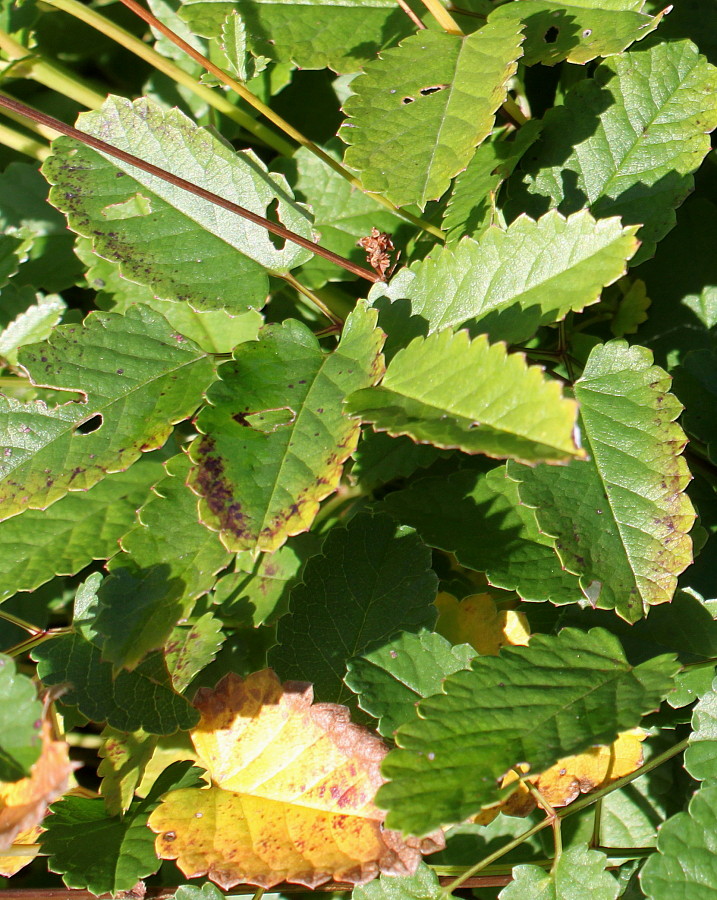 Изображение особи Sanguisorba officinalis.