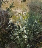 Alcea striata. Цветущее растение. Israel, Negev Mountains. 17.04.2010.