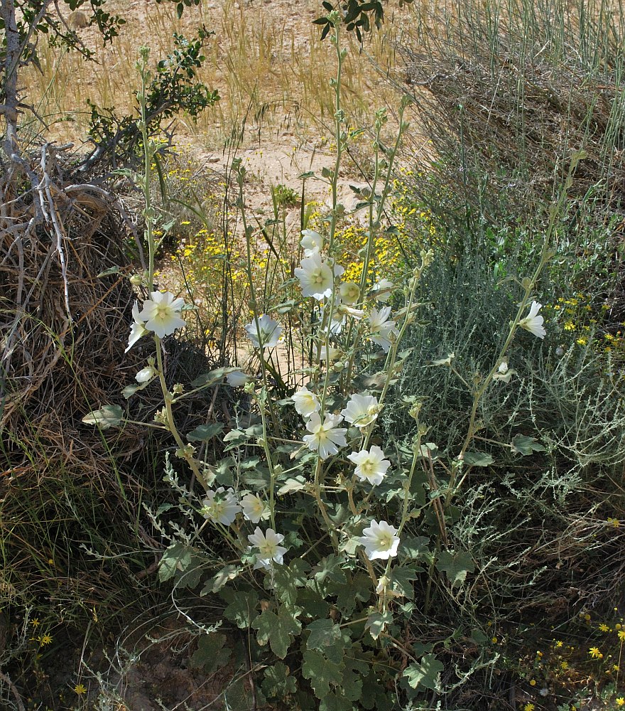 Image of Alcea striata specimen.