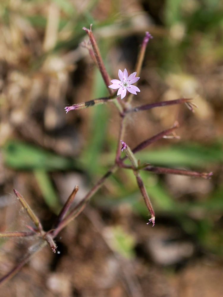 Image of Velezia rigida specimen.