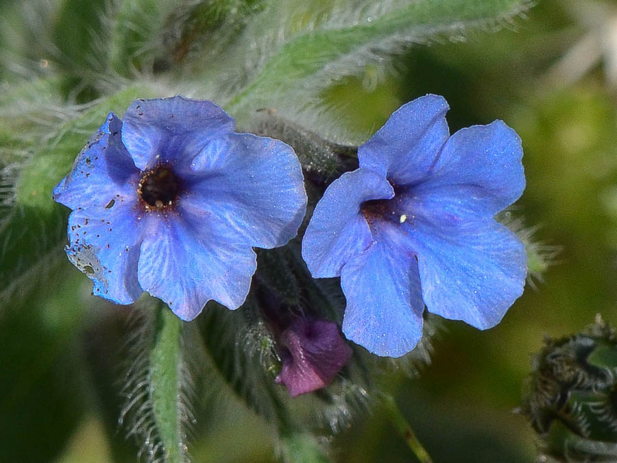 Image of Alkanna strigosa specimen.