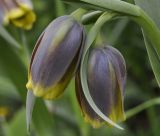 Fritillaria uva-vulpis