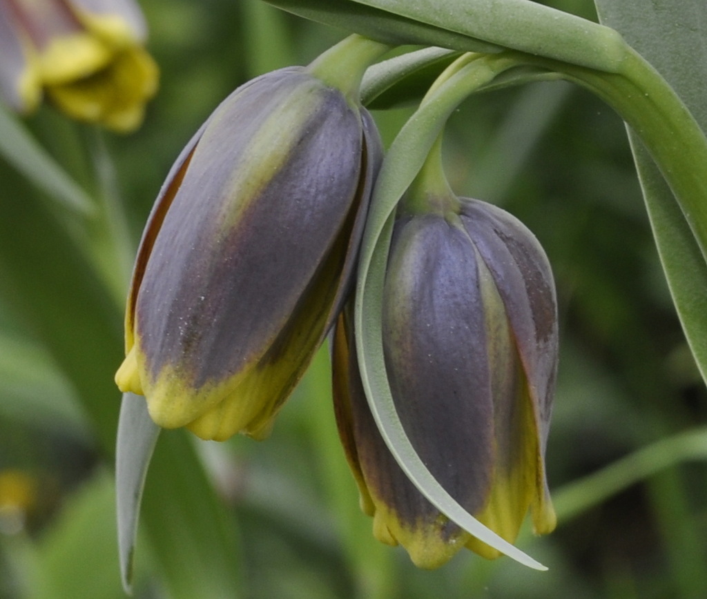 Изображение особи Fritillaria uva-vulpis.