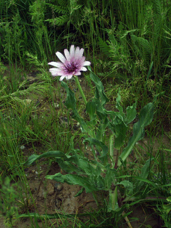 Изображение особи Tragopogon malikus.