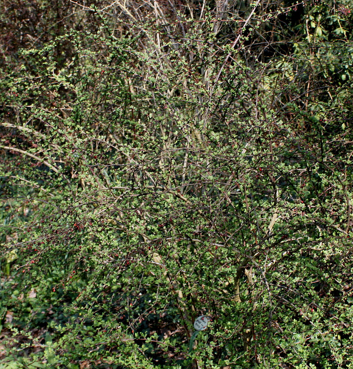 Image of Berberis salicaria specimen.