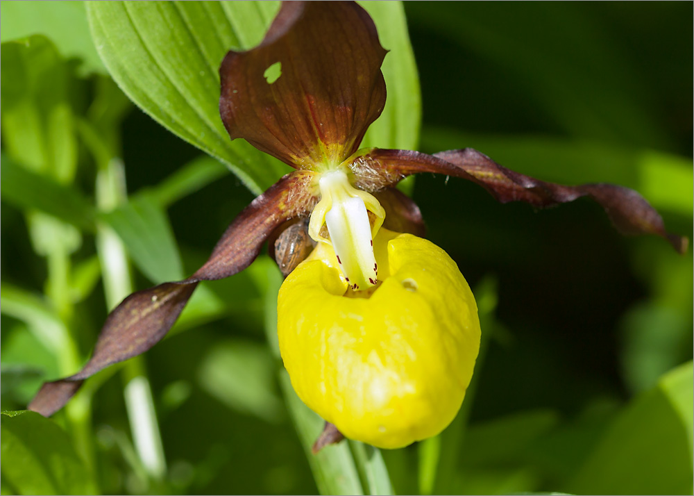 Image of Cypripedium calceolus specimen.