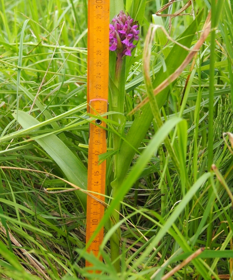 Изображение особи Dactylorhiza incarnata.