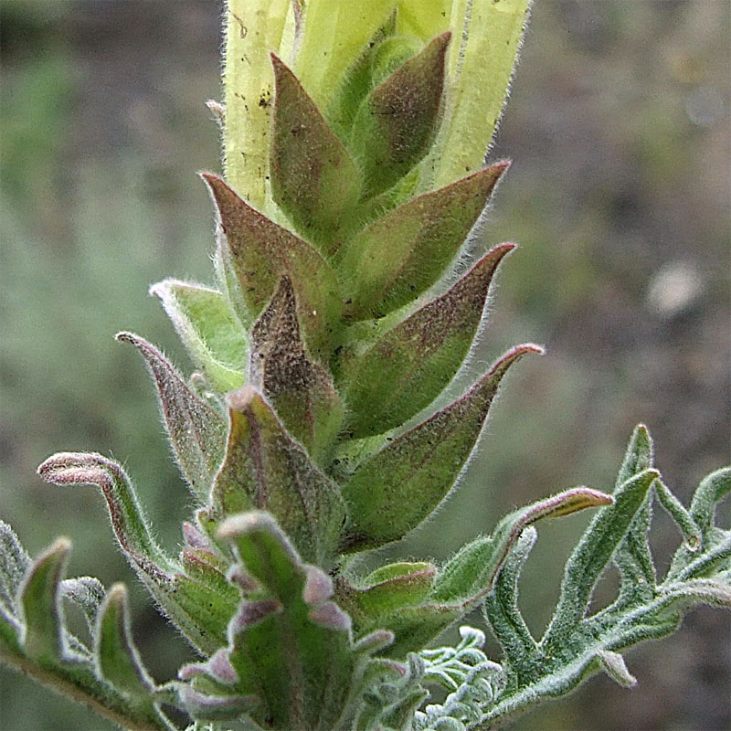 Image of Scutellaria grossheimiana specimen.