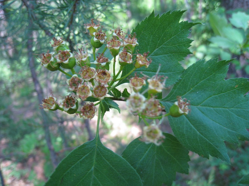 Image of Crataegus sanguinea specimen.