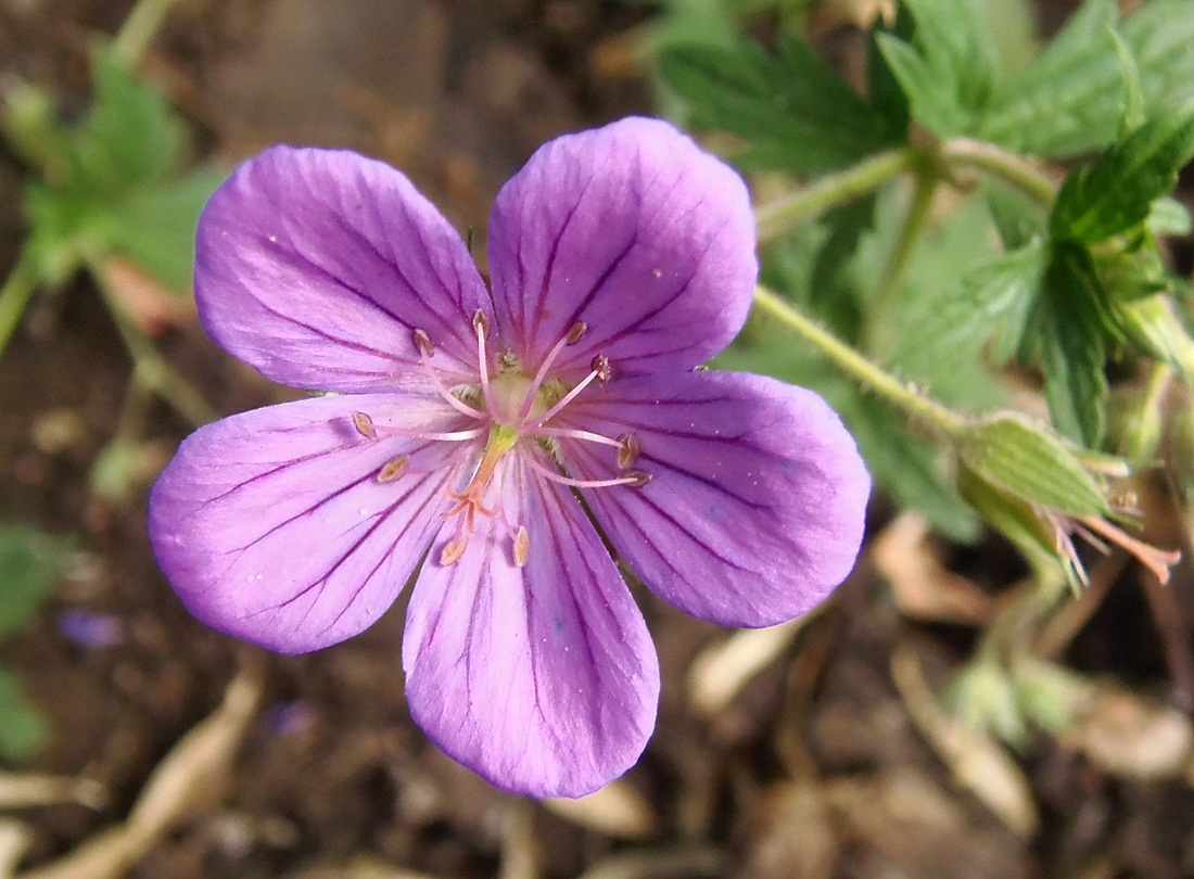 Image of Geranium collinum specimen.