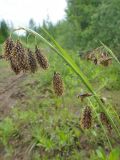 Carex coriophora. Верхушка цветущего растения. Республика Бурятия, Баунтовский эвенкийский р-н, окр. пос. Северный, обочина лесного дорожного пути, на суглинках рядом с пересыхающим водоёмом. 01.07.2013.