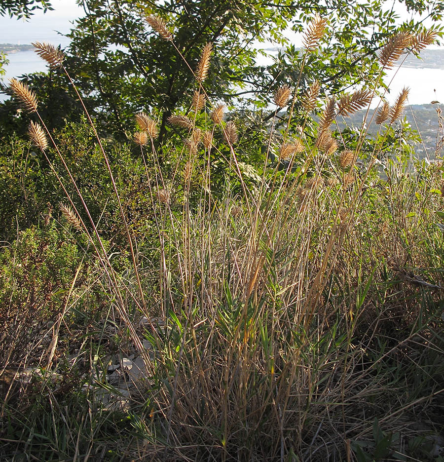 Image of Agropyron pectinatum specimen.