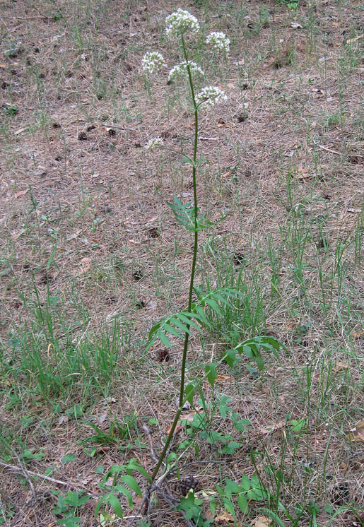 Изображение особи Valeriana officinalis.