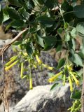 Nicotiana glauca