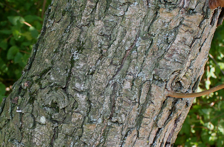 Image of Pyrus hondoensis specimen.