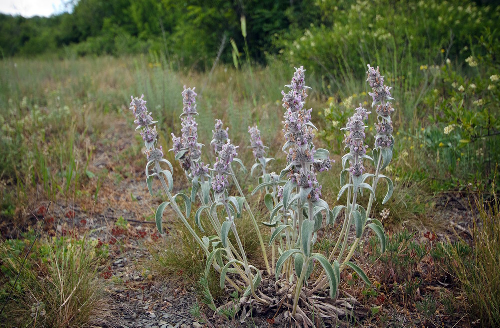 Image of Stachys cretica specimen.