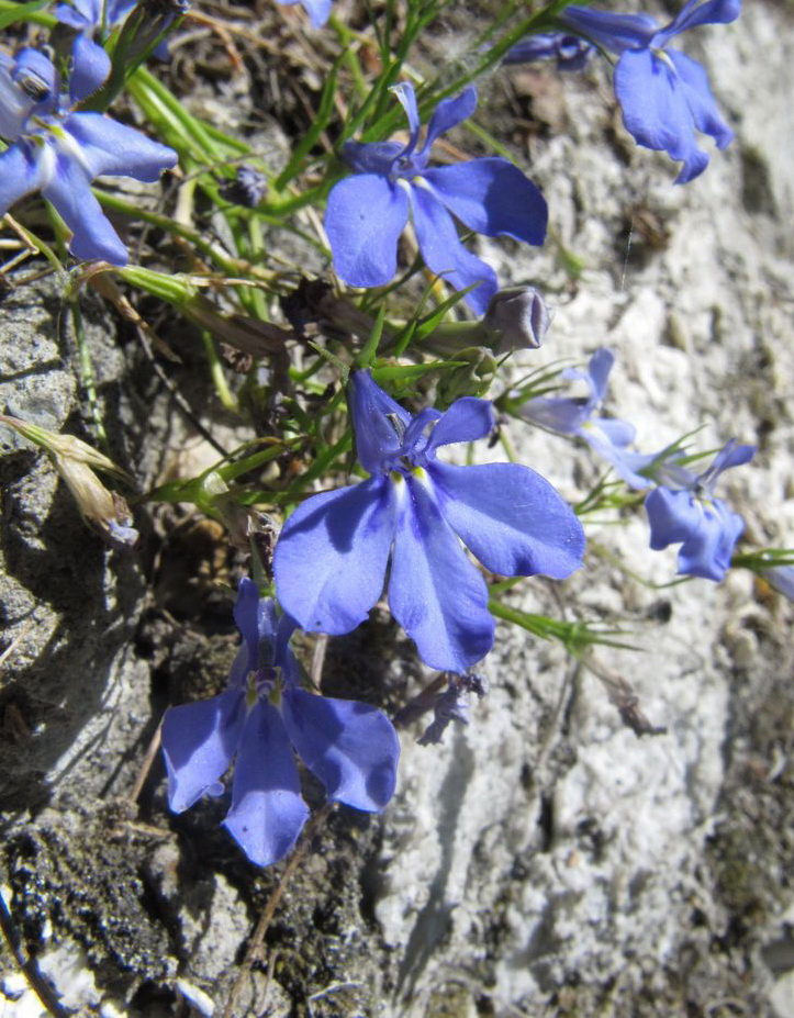 Image of Lobelia erinus specimen.