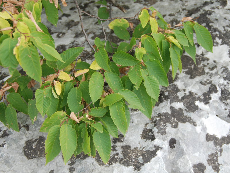 Изображение особи Carpinus betulus.