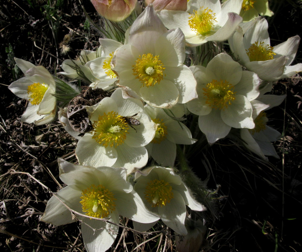 Изображение особи Pulsatilla orientali-sibirica.