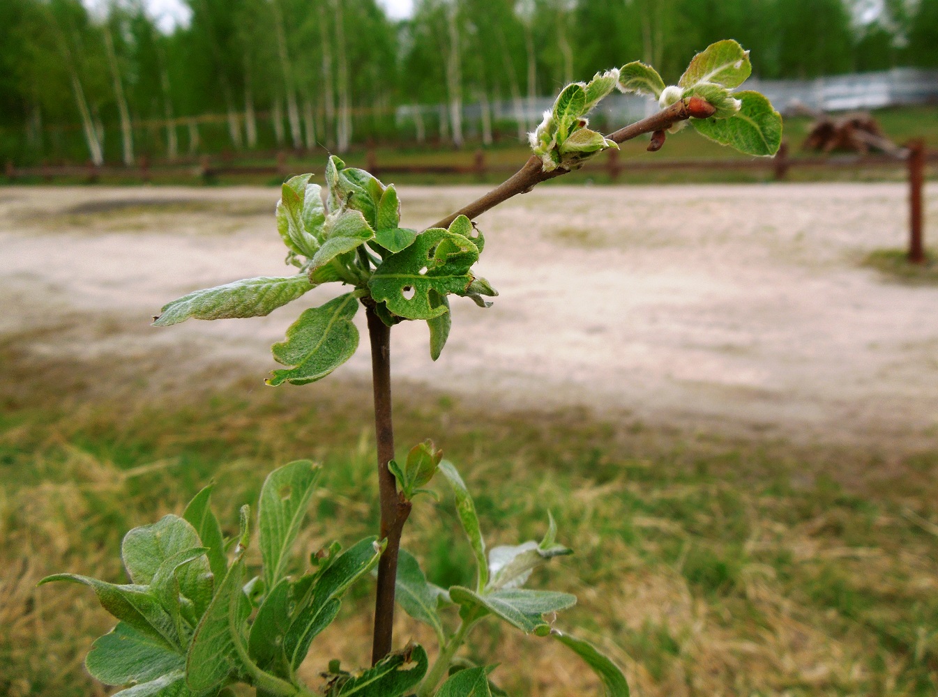 Изображение особи Salix cinerea.