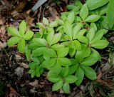 Helleborus cyclophyllus. Листья молодого растения. Германия, г. Дюссельдорф, Ботанический сад университета. 04.05.2014.