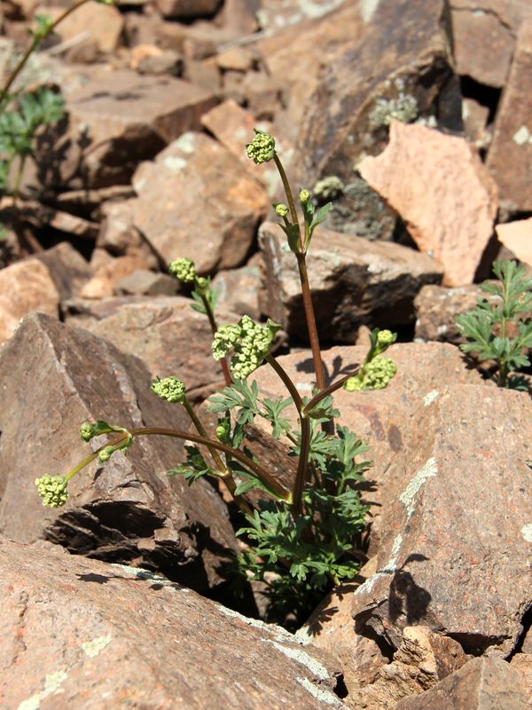 Image of Kamelinia tianschanica specimen.