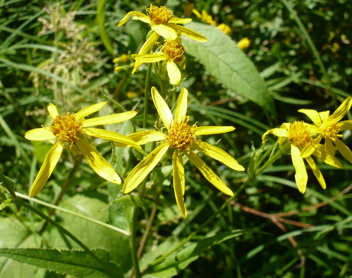 Image of Senecio nemorensis specimen.