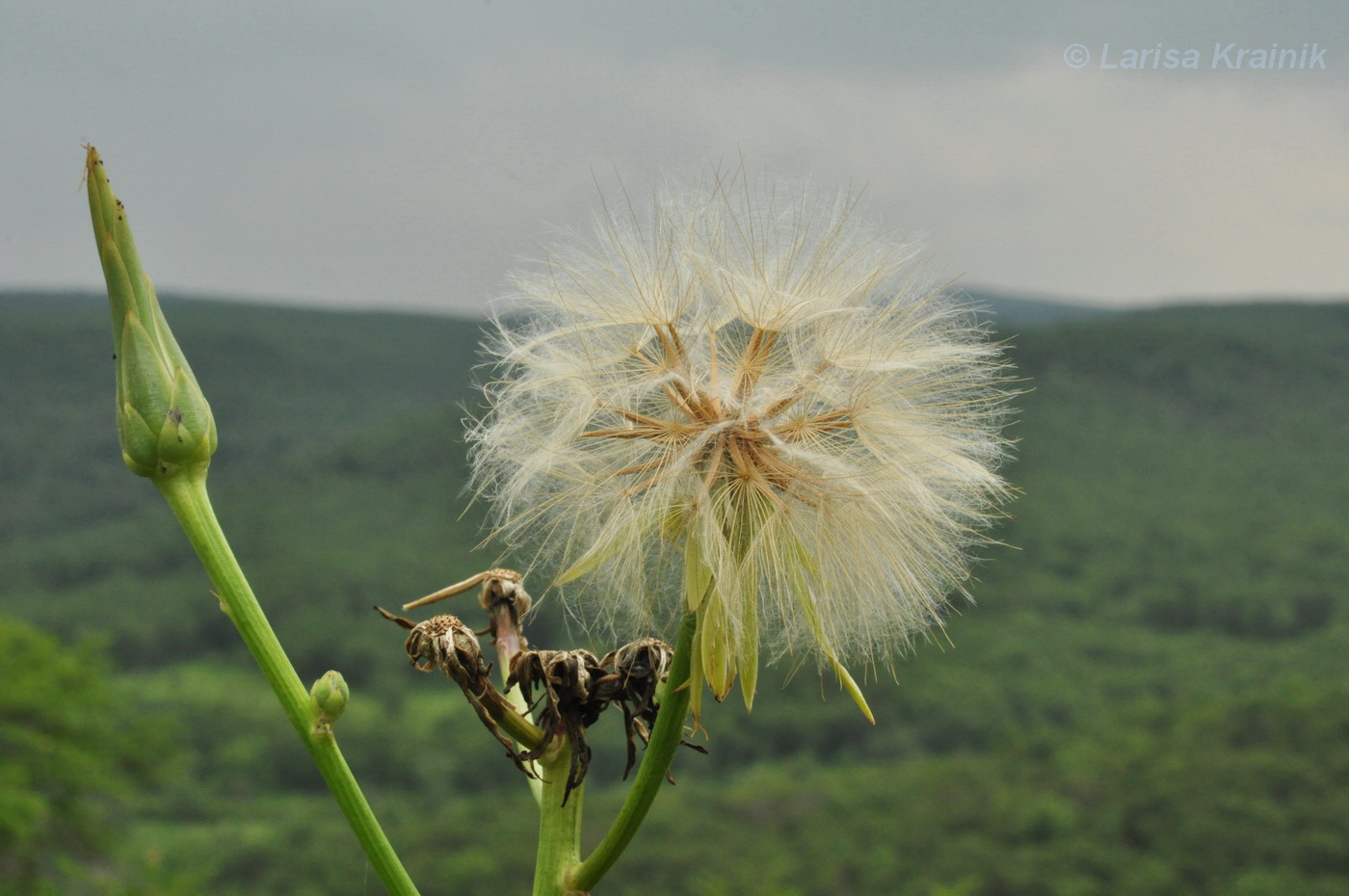 Изображение особи Scorzonera albicaulis.