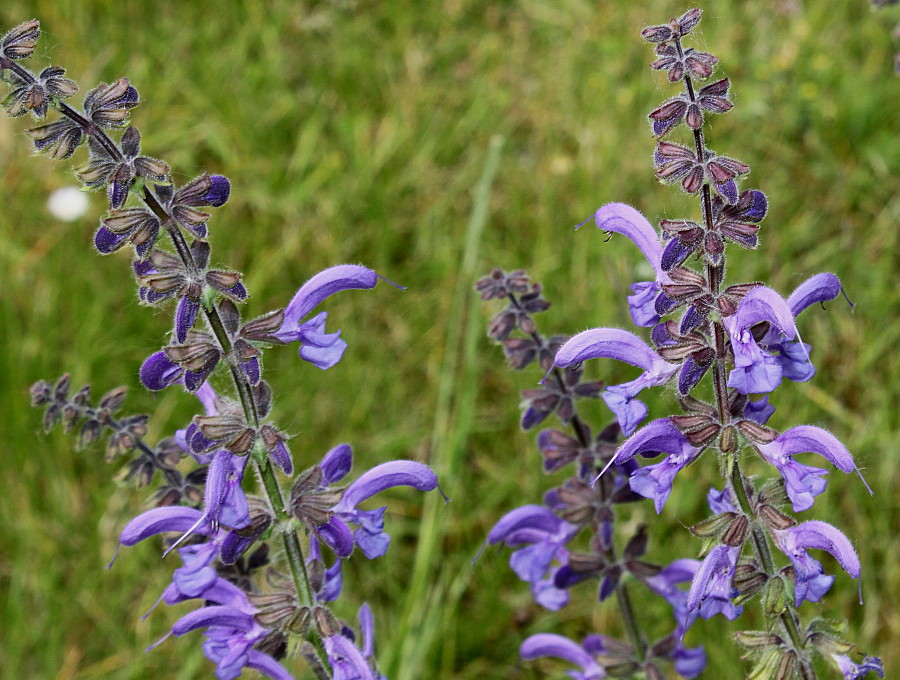 Image of Salvia stepposa specimen.