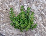 Parietaria elliptica. Цветущее растение. Карачаево-Черкесия, гора Шоана. 27.07.2014.