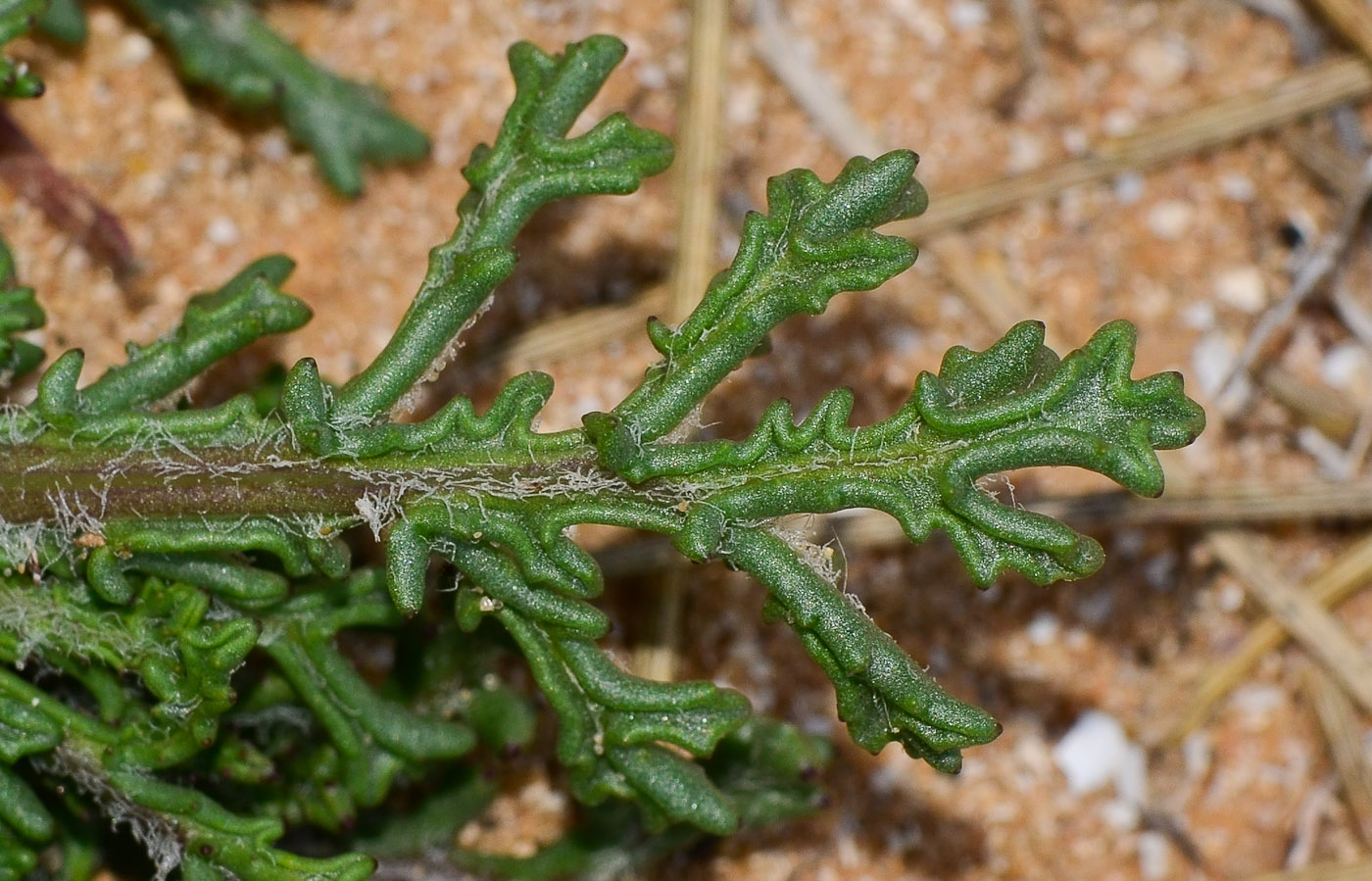 Image of Senecio glaucus specimen.