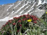 Rhodiola coccinea. Цветущее растение. Казахстан, Сев. Тянь-Шань, Заилийский Алатау в окр. г. Алматы, Большое Алматинское ущ., р-н Космостанции, 3300 м н.у.м. 21 июня 2013 г.