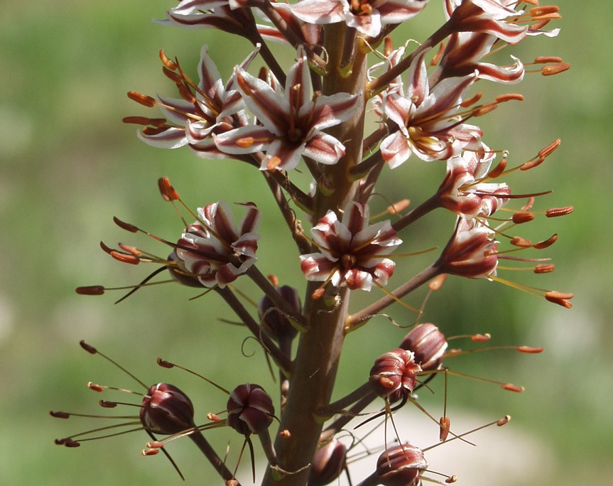 Image of Eremurus regelii specimen.