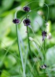 Allium oleraceum