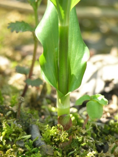 Изображение особи Streptopus amplexifolius.