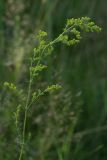 Galium verum. Верхушка растения с распускающимися бутонами. Белгородская обл., пос. Борисовка, остепнённый луг. 27.06.2009.