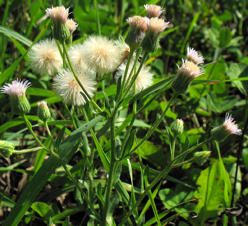 Image of Erigeron acris specimen.