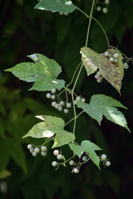 Image of Ampelopsis brevipedunculata specimen.