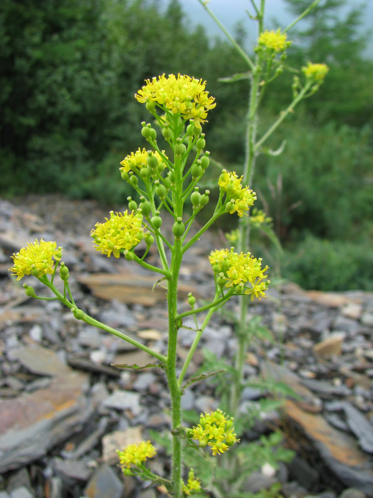 Image of Rorippa barbareifolia specimen.