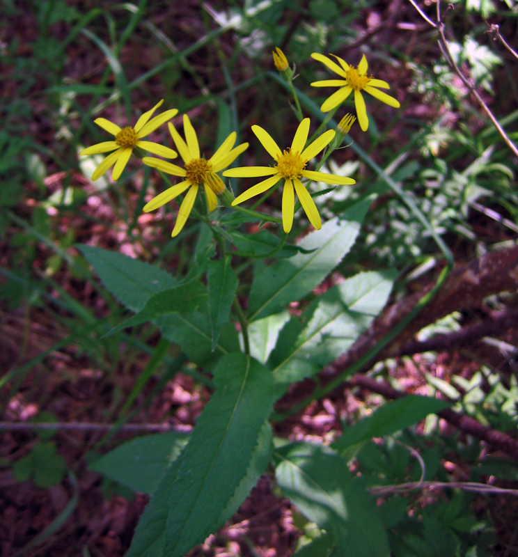 Image of Senecio nemorensis specimen.