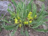 Astragalus anisomerus