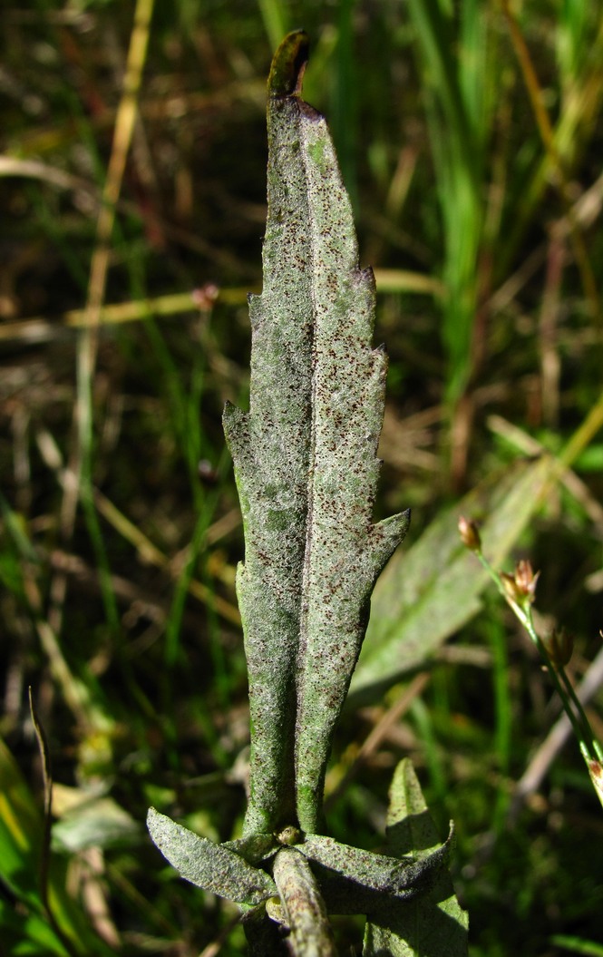 Image of Bidens cernua specimen.