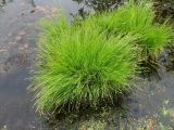 Carex canescens. Отцветшее растение. Окр. Архангельска, пруд. 19.06.2015.