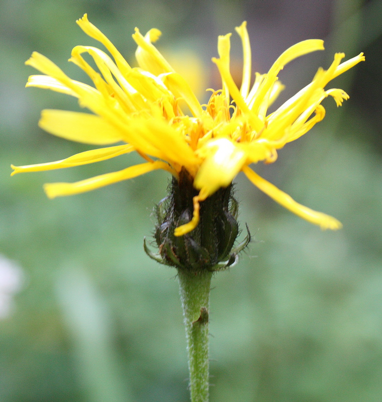 Image of Crepis sibirica specimen.