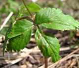 Anemone altaica. Лист с поражениями ржавчинным грибом Puccinia singularis. Окр. Архангельска, луг. 16.05.2014.