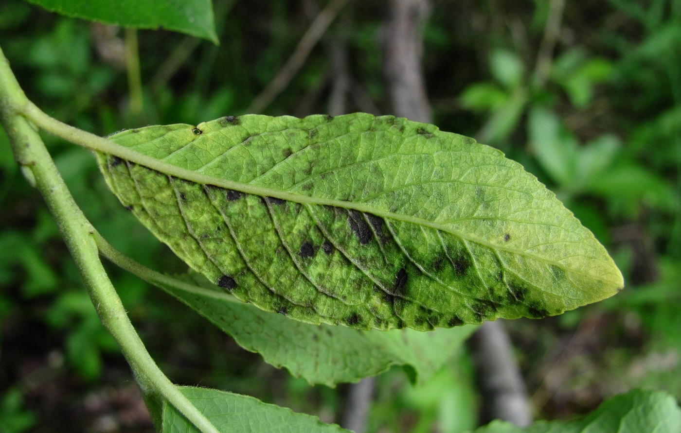 Image of Salix myrsinifolia specimen.