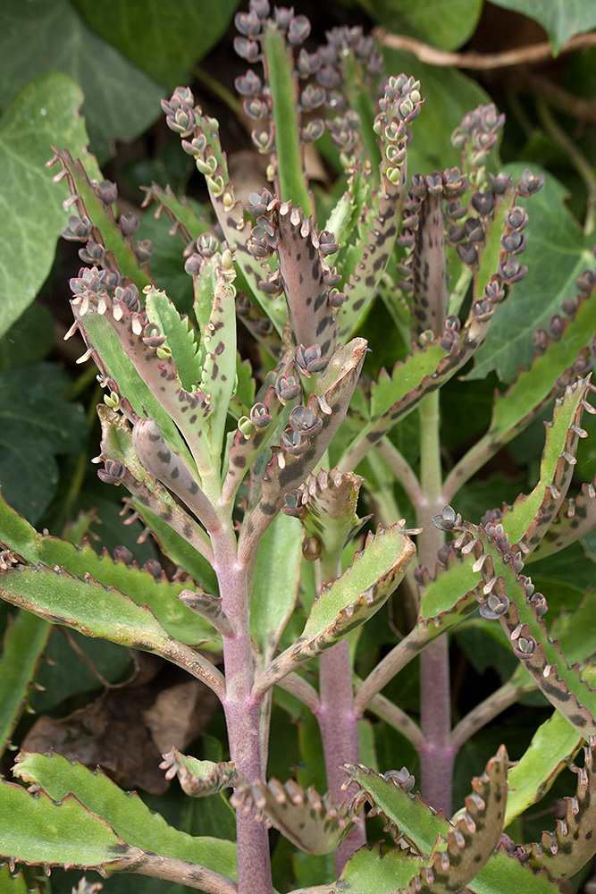 Изображение особи Kalanchoe daigremontiana.